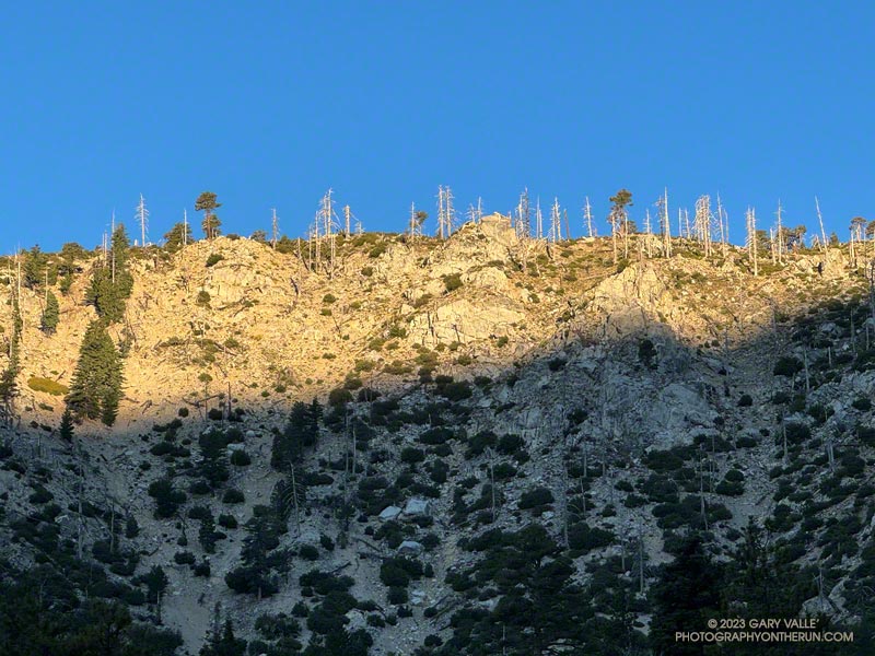 First sun on Mt. Islip's rocky southwest/south ridge as I started up the Windy Gap Trail in the Crystal Lake Recreation Area. The trees were killed in the 2002 Curve Fire.