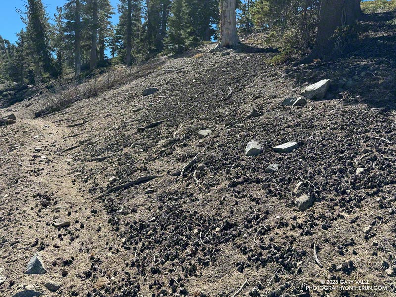 Zillions of lodgepole pine cones along the Dawson Saddle Trail.