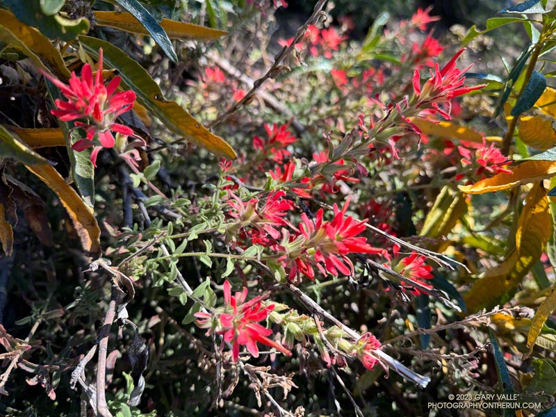 Paintbrush blooming out of season on the Windy Gap Trail. October 14, 2023.