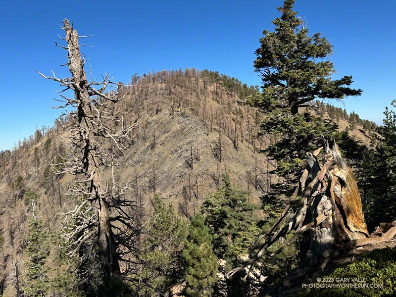 South ridge of Mt. Lewis from the Dawson Saddle Trail. The ridge was burned in the 2020 Bobcat Fire. October 14, 2023.