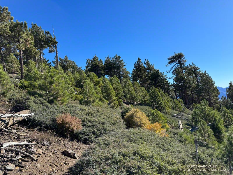 Continuing east on the PCT in an area near Throop Peak recovering from the 2002 Curve Fire. The sun is partially obscured by the eclipse.  October 14, 2023.