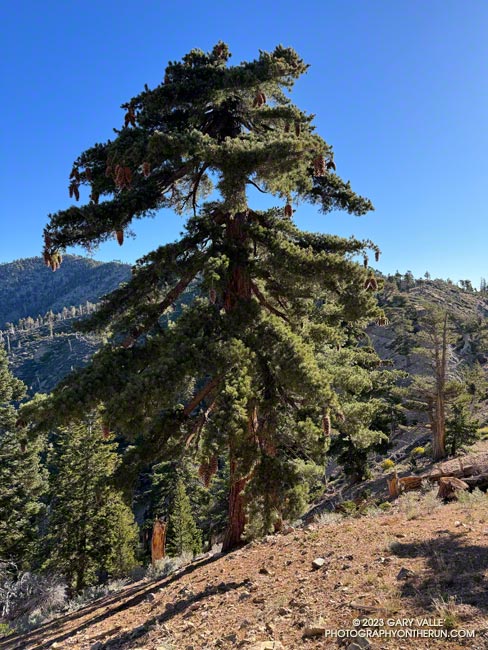 A sugar pine, heavily laden with cones, along the PCT, between Windy Gap and Mt. Hawkins. The sunlight is subdued by the progressing partial eclipse. October 14, 2023.