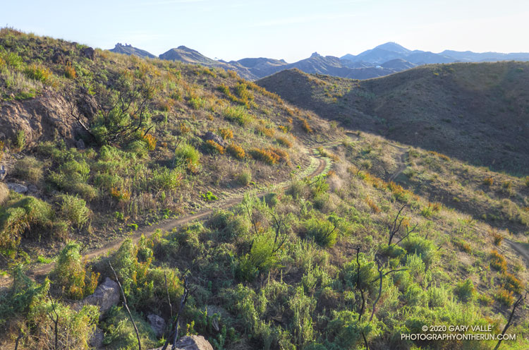 Backbone Trail above Mulholland, a little more than a year after the Woolsey Fire. January 4, 2020.