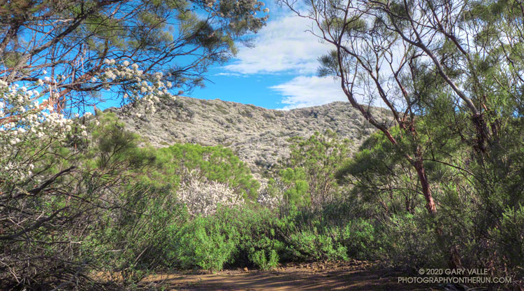 Red shanks along the same section of the Backbone Trail, below Etz Meloy fire road, prior to the Woolsey Fire. The photo is from February 2013.