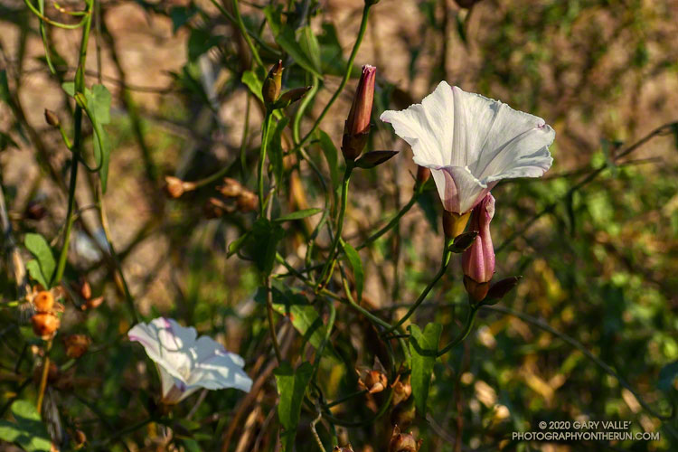 Morning glory along the Backbone Trail above Mulholland Hwy.