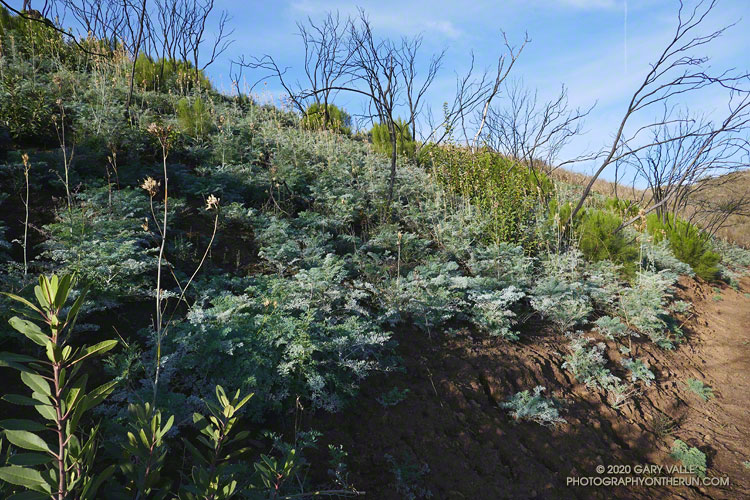 Bleeding heart, a prolific Woolsey Fire fire-follower, along the Backbone Trail, below Etz Meloy fire road. January 4, 2020.