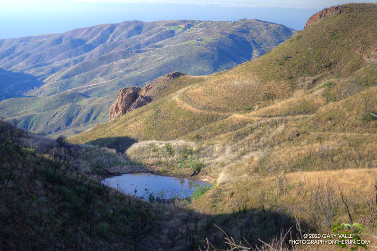 A pond, previously hidden by brush, may explain some of the wildlife sightings on this section of the Backbone Trail.