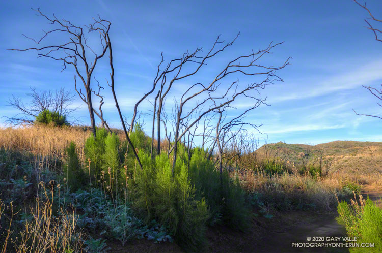 Recovering red shanks (Adenostoma sparsifolium) along the Backbone Trail between Mulholland Highway and Etz Meloy fire road. January 4, 2020.