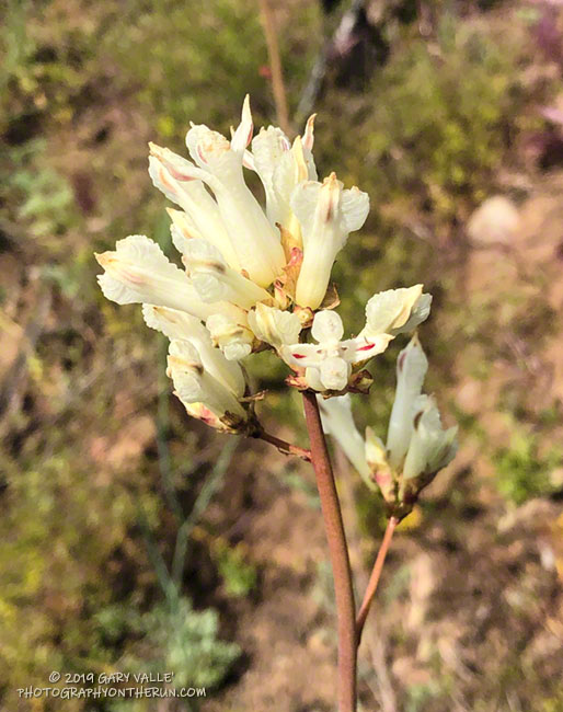 Bleeding heart (Ehrendorferia ochroleuca) near Tri Peaks. May 18, 2019.