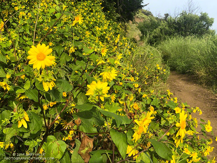 Canyon sunflower (Venegasia carpesioides) along Danielson Road on the way to the Old Boney Trail and Boney Mountain. May 18, 2019.