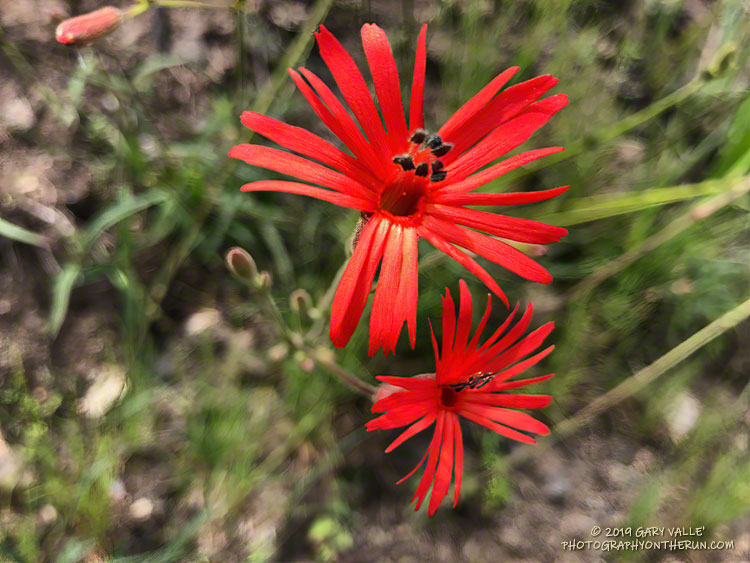 Chaparral pink (Silene laciniata) along the Chamberlain Trail segment of the Backbone Trail near the Old Boney Trail junction. May 18, 2019.