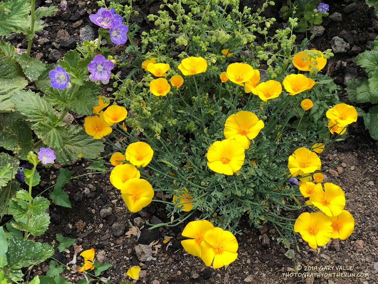 Collarless California poppy (Eschscholzia caespitosa) and large-flowered Phacelia (Phacelia grandiflora) along the Chamberlain Trail segment of the Backbone Trail. May 18, 2019.
