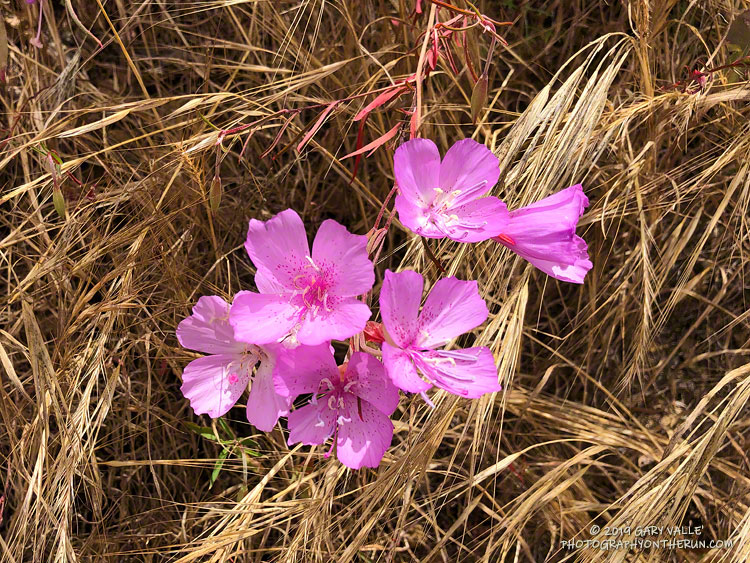 Farewell to Spring (Clarkia bottae) in Big Sycamore Canyon. May 18, 2019.