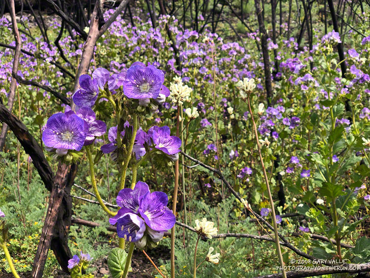 Large-flowered Phacelia (Phacelia grandiflora) and bleeding heart (Ehrendorferia ochroleuca) near Tri Peaks. Both are fire followers. May 18, 2019.