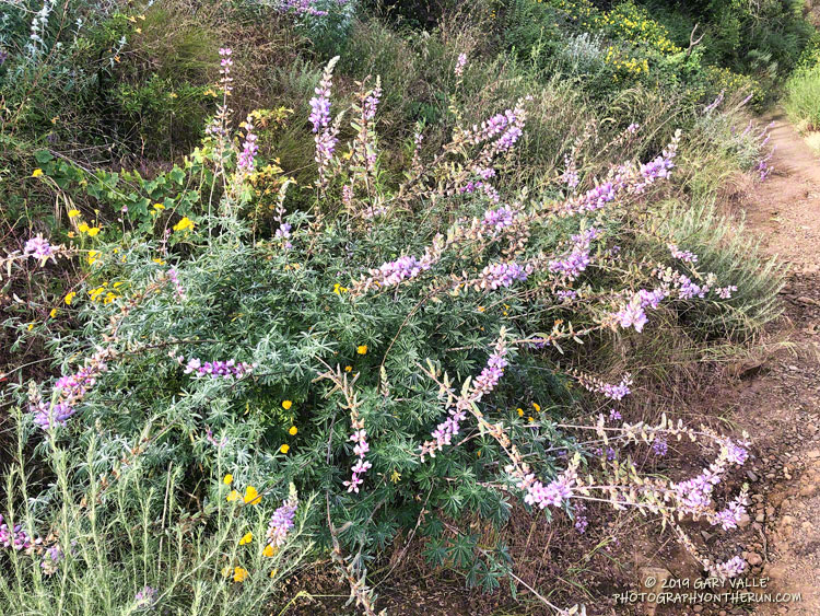 Silver bush lupine (Lupinus albifrons) along Danielson Road on the way to the Old Boney Trail and Boney Mountain. May 18, 2019.