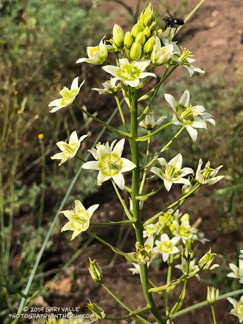 Star lily (Toxicoscordion fremontii), a fire follower, near Tri Peaks. May 18, 2019.