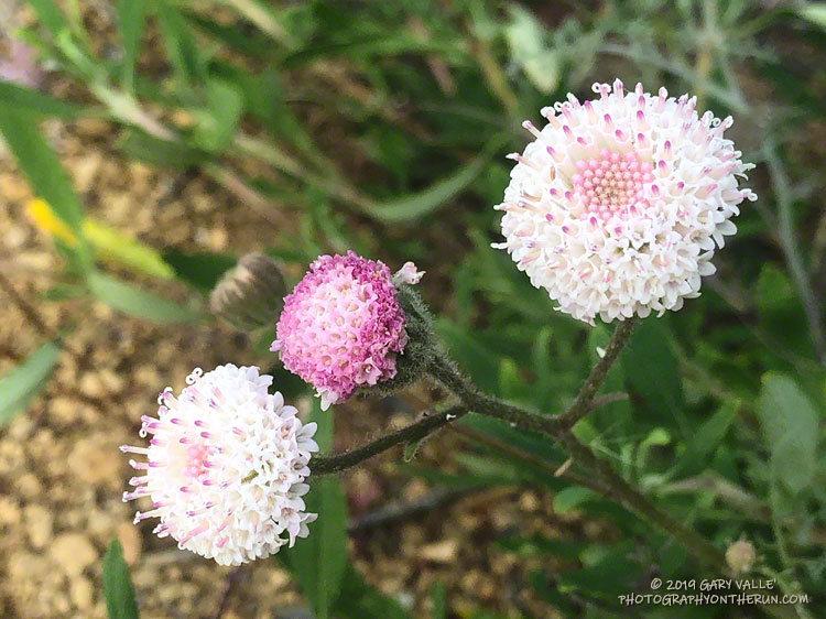 White pincushion (Chaenactis artemisiifolia) at the benchmark at the start of the western ridge (mountaineer's route) on the north side of Boney Mountain. May 18, 2019.