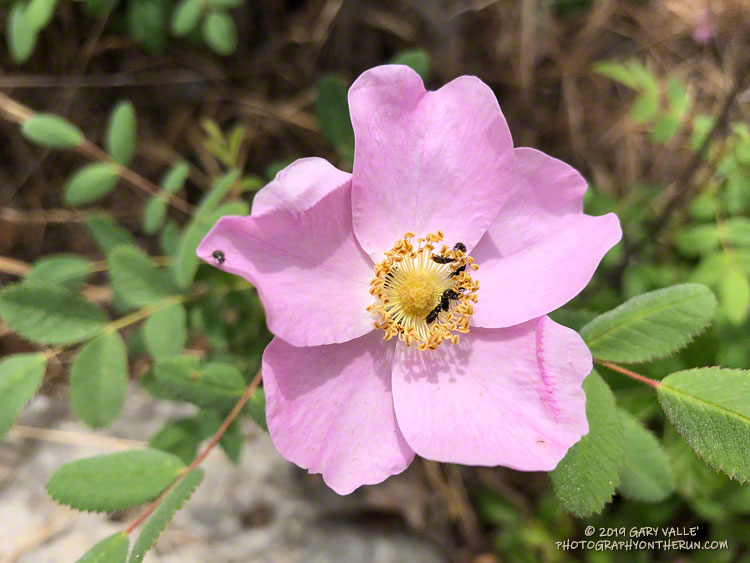 California wild rose (Rosa californica) along the Backbone Trail near the Danielson Multi-use area. May 18, 2019.