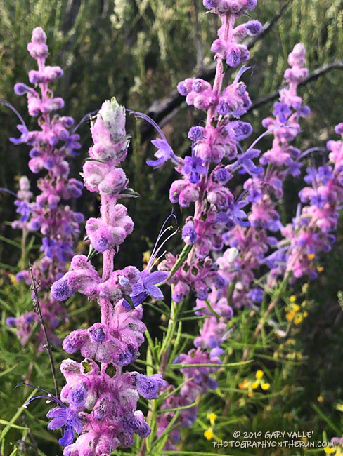 Wooly bluecurls (Trichostema lanatum) on the north side of Boney Mountain. May 18, 2019.