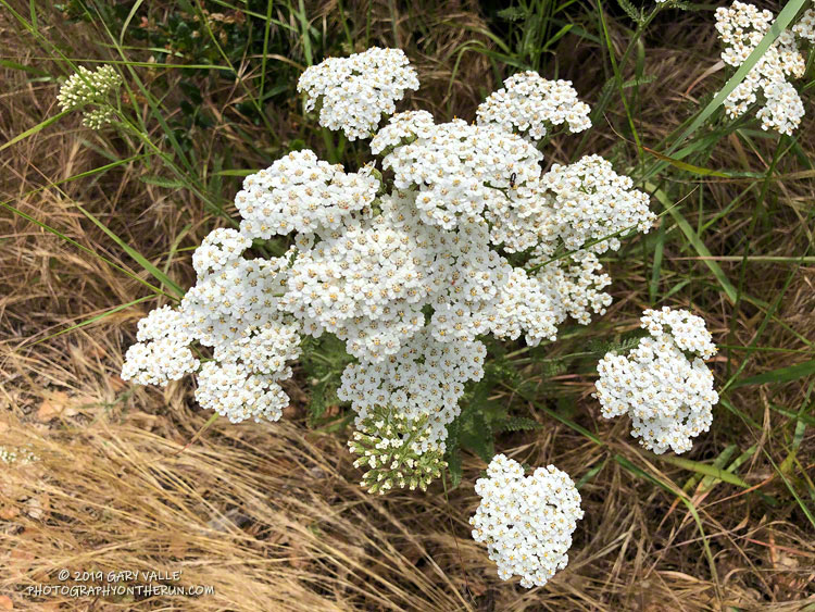 Yarrow (Achillea millefolium) near the Danielson Multi-use area in Big Sycamore Canyon. May 18, 2019.