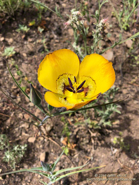 Yellow mariposa lily (Calochortus clavatus) along the Chamberlain Trail segment of the Backbone Trail near the Old Boney Trail junction. May 18, 2019.