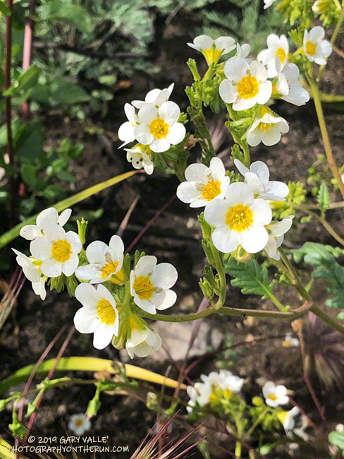 Yellow-throated Phacelia (Phacelia brachyloba) along the Tri Peaks Trail on the way to Sandstone Peak. May 18, 2019.