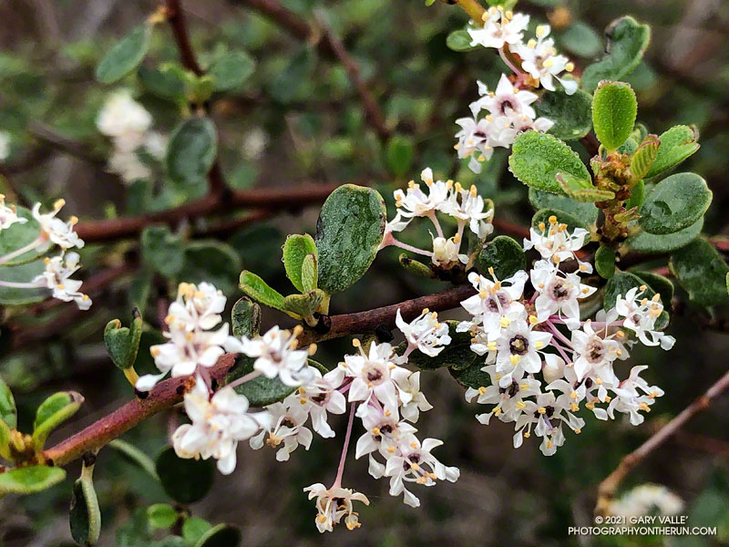 Bigpod ceanothus (Ceanothus megacarpus var. megacarpus) along the Hidden Pond Trail. March 14, 2021.