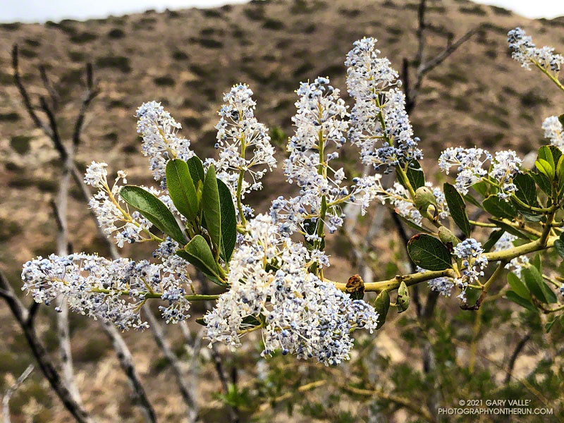 Greenbark Ceanothus (Ceanothus spinosus) along the Old Boney Trail. March 14, 2021.