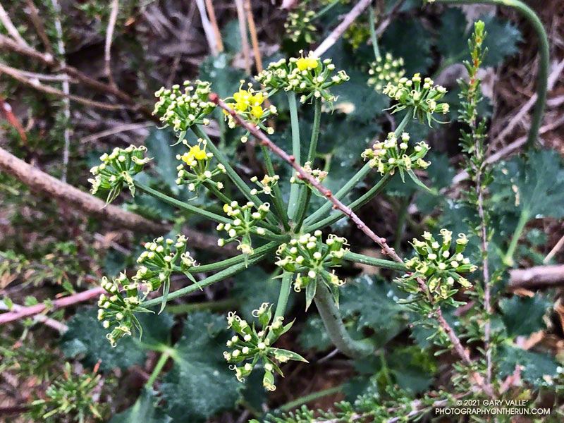 Hartweg's Tauschia (Tauschia hartwegii) along the Hidden Pond Trail. March 14, 2021.