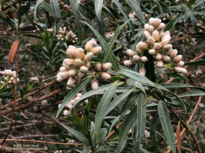Mule fat (Baccharis salicifolia spp. salicifolia) along the Old Boney Trail. March 14, 2021.
