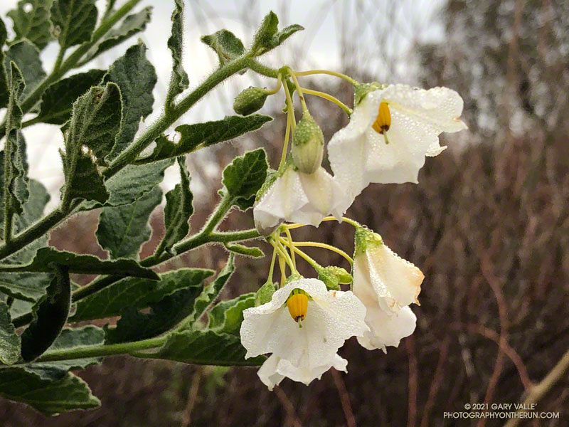 A white form of purple nightshade along the Hidden Pond Trail. March 14, 2021.
