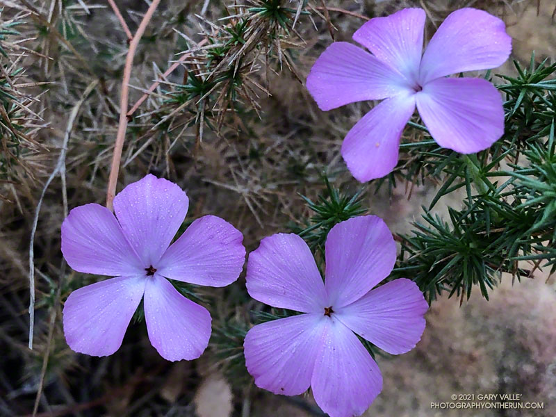 Prickly phlox (Linanthus californicus) along the Hidden Pond Trail. March 14, 2021.
