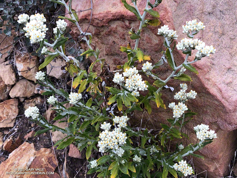 Two-tone Everlasting (Pseudognaphalium biolettii) along the Hidden Pond Trail. March 14, 2021.