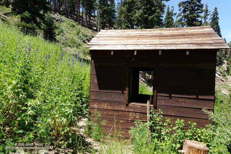 Eight-foot-tall giant larkspur (Delphinium glaucum) and the pump house at Guffy Spring. July 30, 2023.