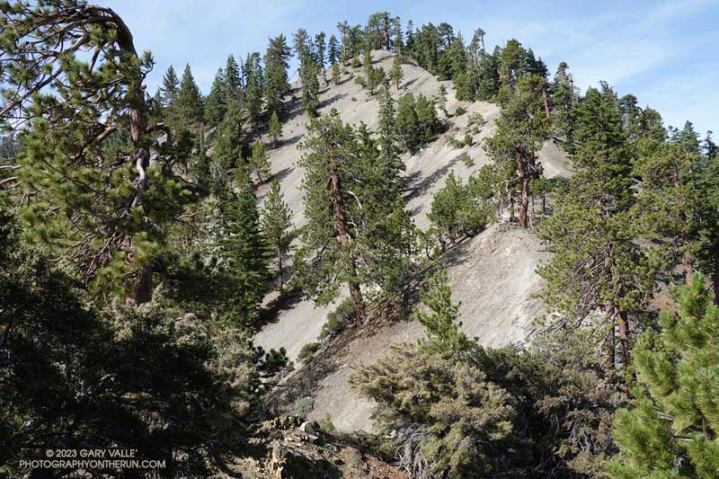 Looking up at Peak 8555 from the path on Mt. Baldy's North Backbone.