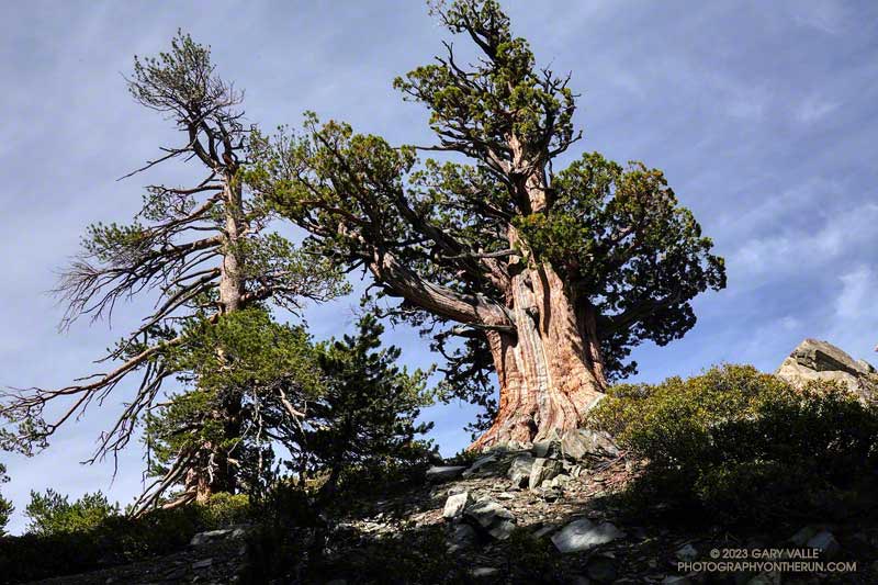 The Pine Mountain Juniper (right) on Baldy's North Backbone. It's companion is a Lodgepole pine. July 30, 2023.