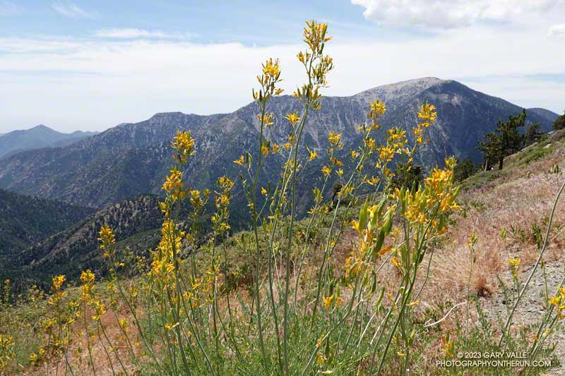 Golden eardrops (Ehrendorferia chrysantha) along the PCT, east of Inspiration Point. This plant can occur in large numbers following a fire. July 30, 2023.