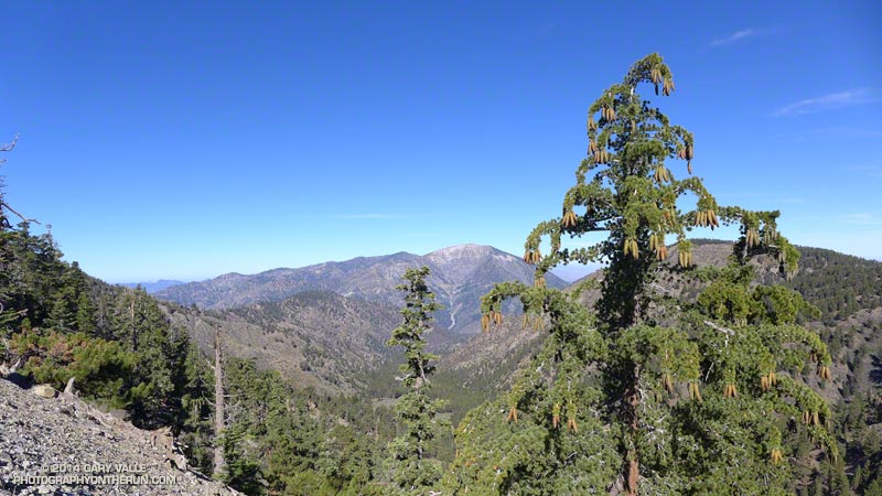 This year many of the sugar pines in the San Gabriel Mountains have produced a bumper crop of cones. Last year Bigcone Douglas-firs had a large crop of cones. August 30, 2014.