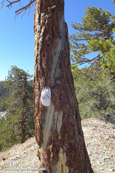 A spiral lightning scar on a Jeffrey pine at point 8555 on the North Devil's Backbone. The tree was likely stuck in 2006. Photo was taken August 30, 2014.