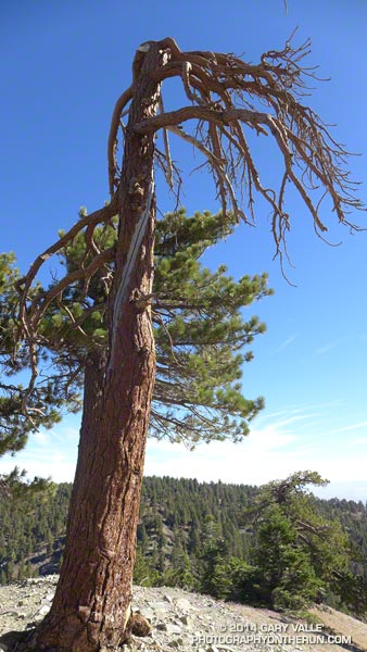 The lightning scar spirals from the top of the tree to the bottom. In this case the strike killed the tree.