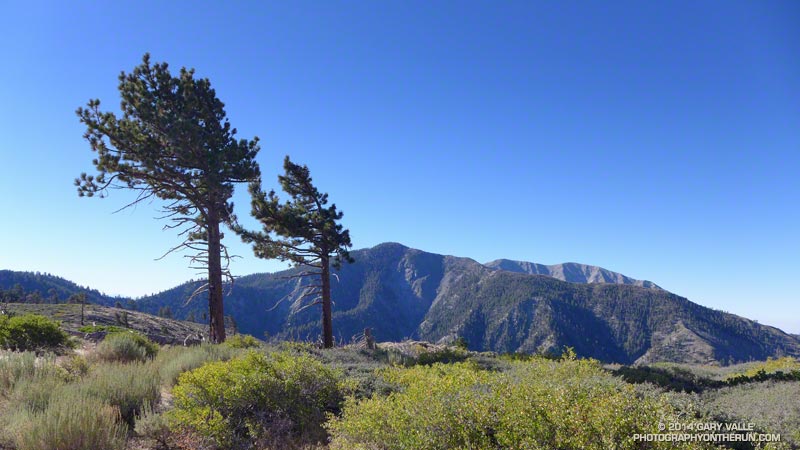 Pine Mountain (front) and Mt. Baldy from Blue Ridge near Guffy Camp. The Pine Mountain juniper is at an elevation of 9000' about 0.4 mile from the top of the peak.