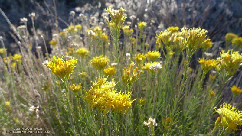 Rabbitbrush (Ericameria nauseosa) near Blue Ridge Camp.
