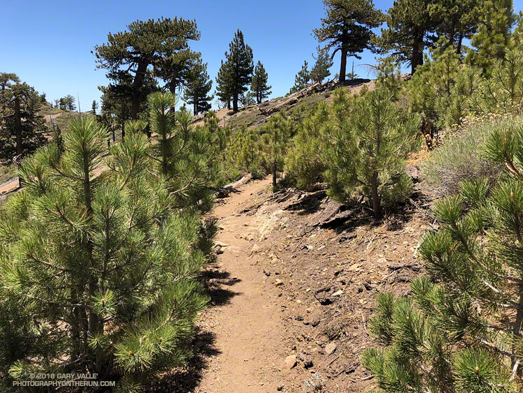 Teenage trees of the 2002 Curve Fire near Throop Peak.