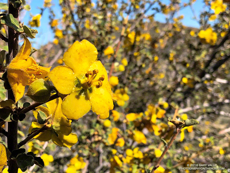 Flannel bush (Fremontodendron californicum) along the Manzanita Trail near South Fork Campground. June 2, 2018.