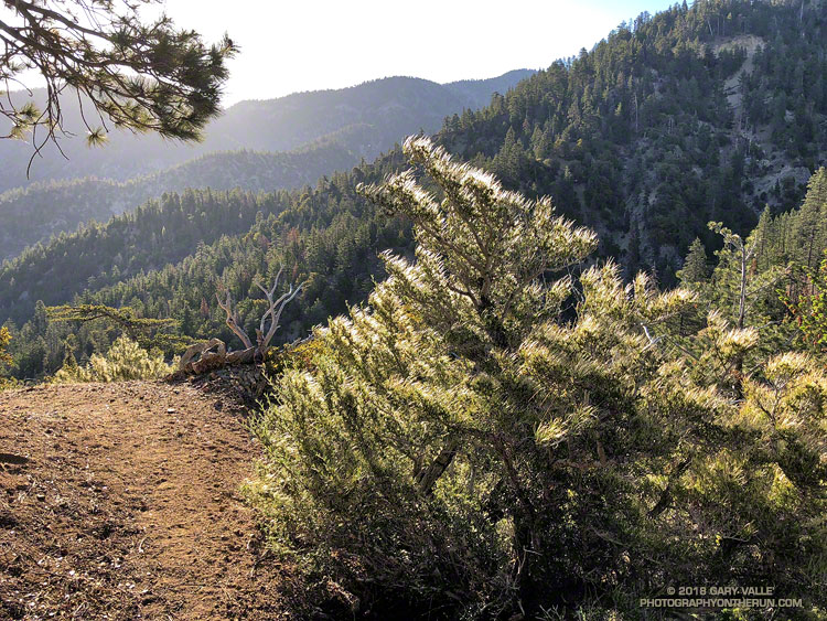 Mountain mahogany (Cercocarpus betuloides) along the South Fork Trail.