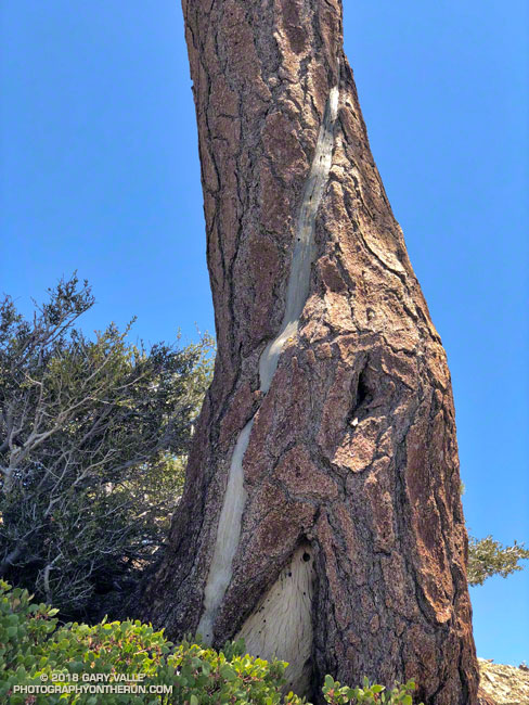 Spiral scar from a lightning strike on a Jeffrey pine near Mt. Hawkins.