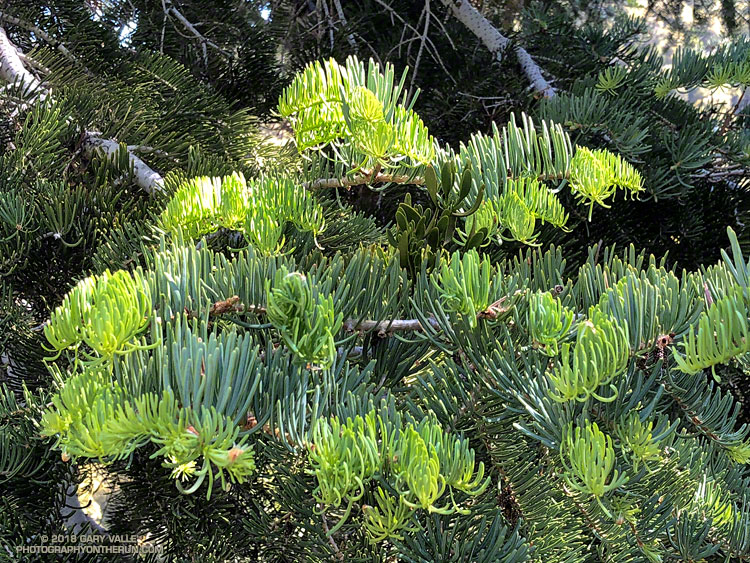New growth on a white fir along the Manzanita Trail. June 2, 2018.