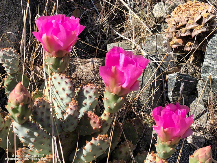 Beavertail cactus (Opuntia basilaris) along the Manzanita Trail. June 2, 2018.