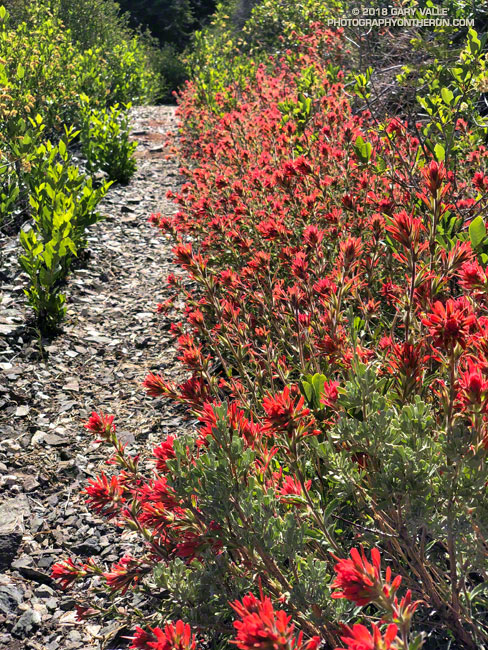 Paintbrush along the Manzanita Trail near Vincent Gap. June 2, 2018.