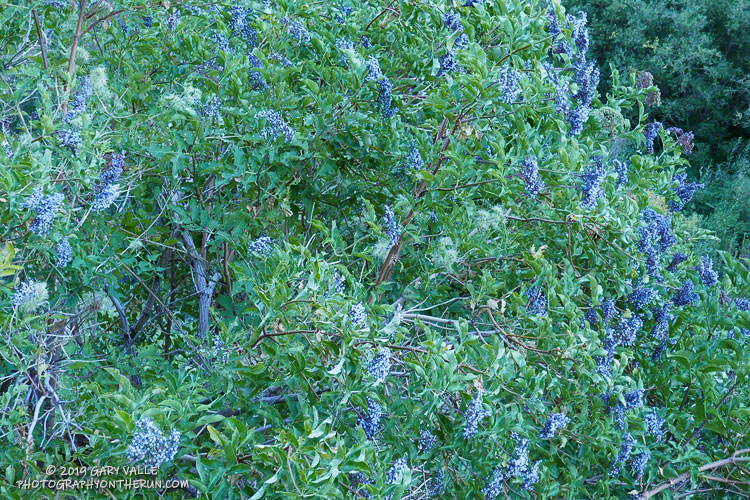 The wet rain season  was also good for elderberries!